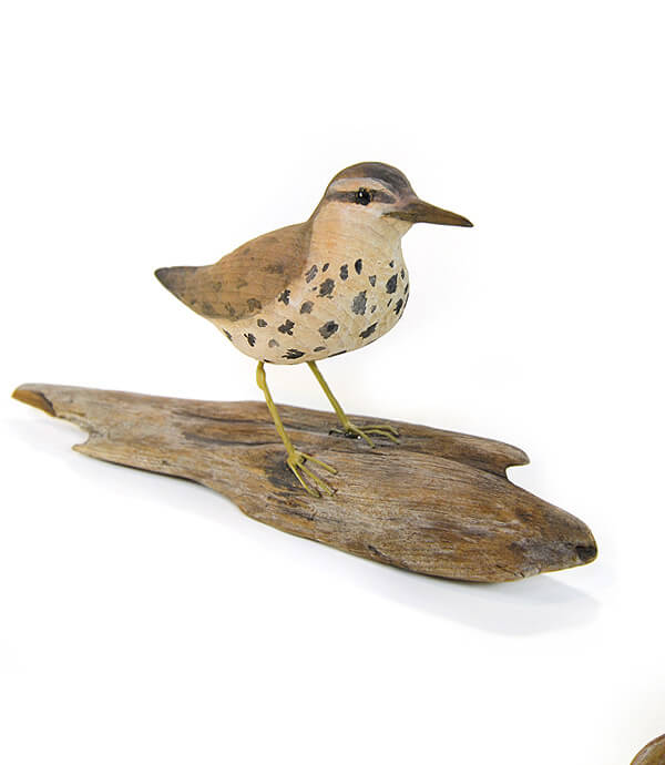 Semipalmated Sandpiper 01