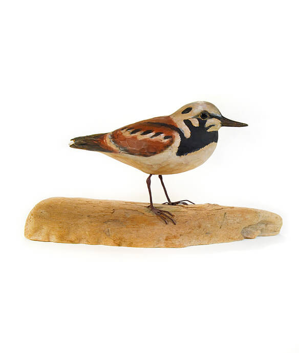 Ruddy Turnstone 01