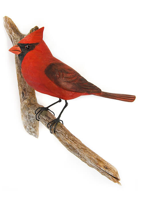 Northern Cardinal 01