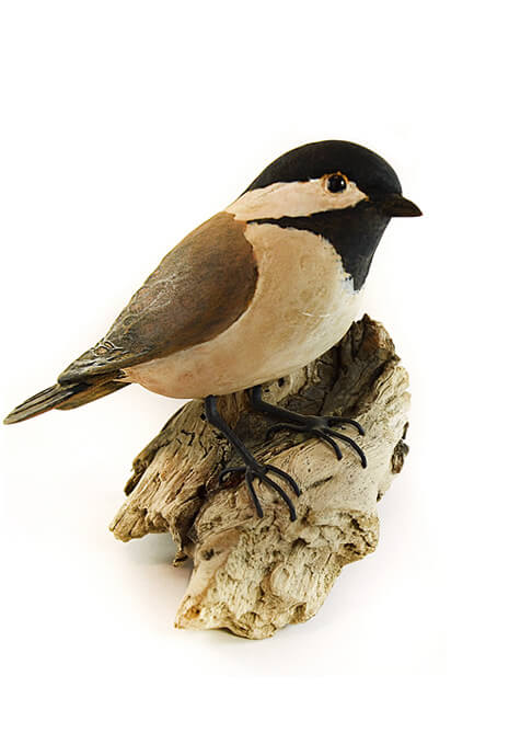 Black Capped Chickadee 01