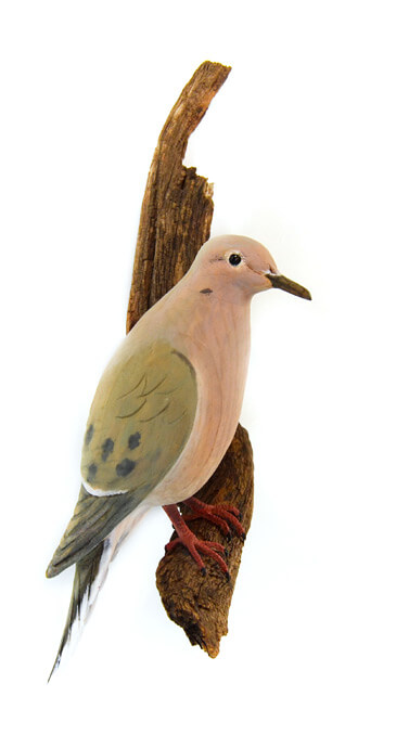 Mourning Dove 01