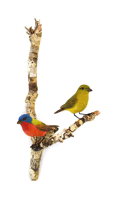 Painted Bunting 01